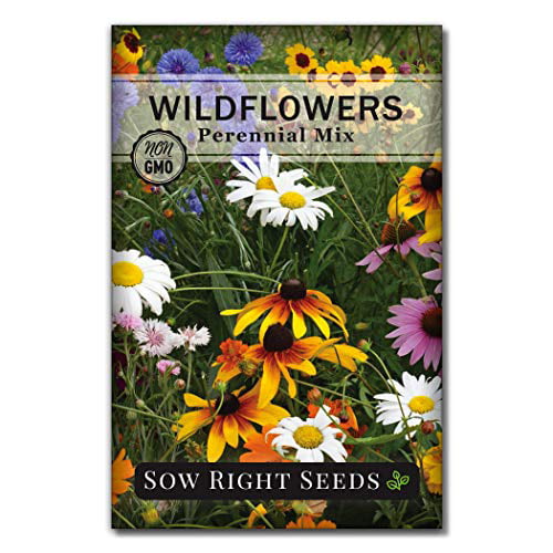 200 MIXED WILDFLOWER ALL PERENNIAL  SEEDS FREE SHIPPING FRESH SEED